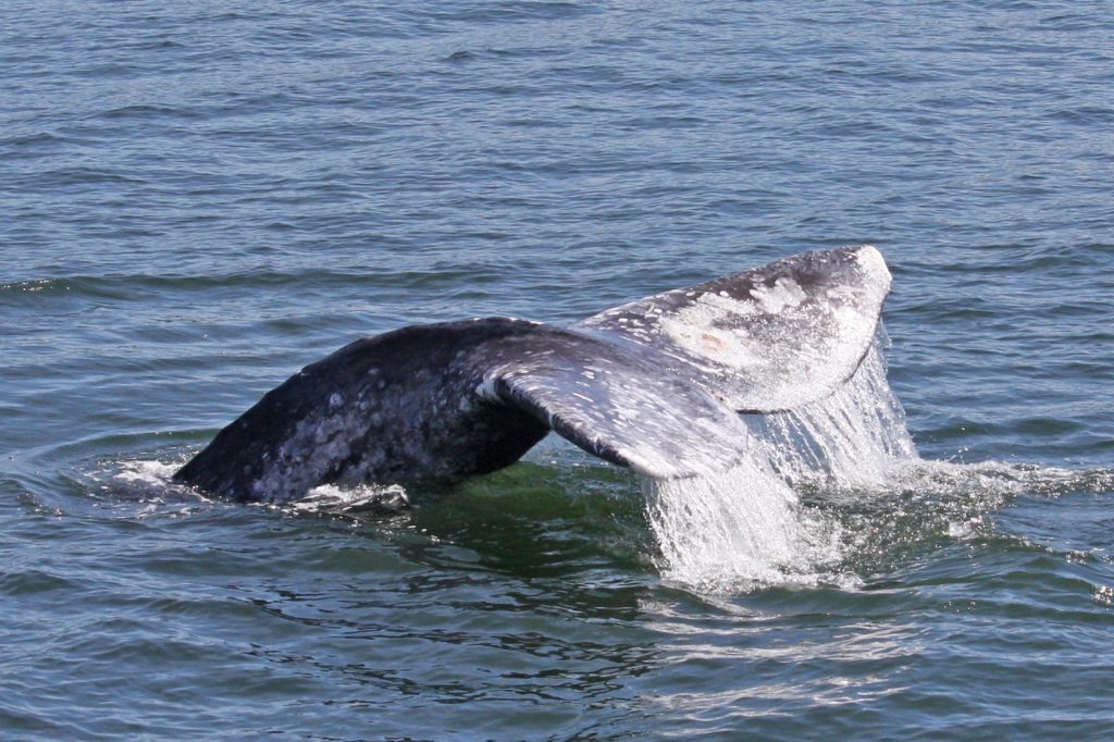 a whale jumping out of the water
