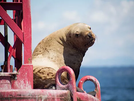 Sea lion