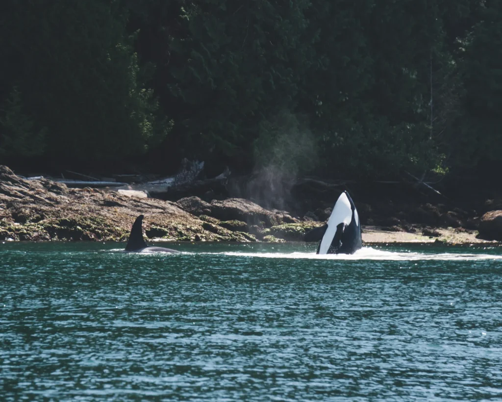 Orcas