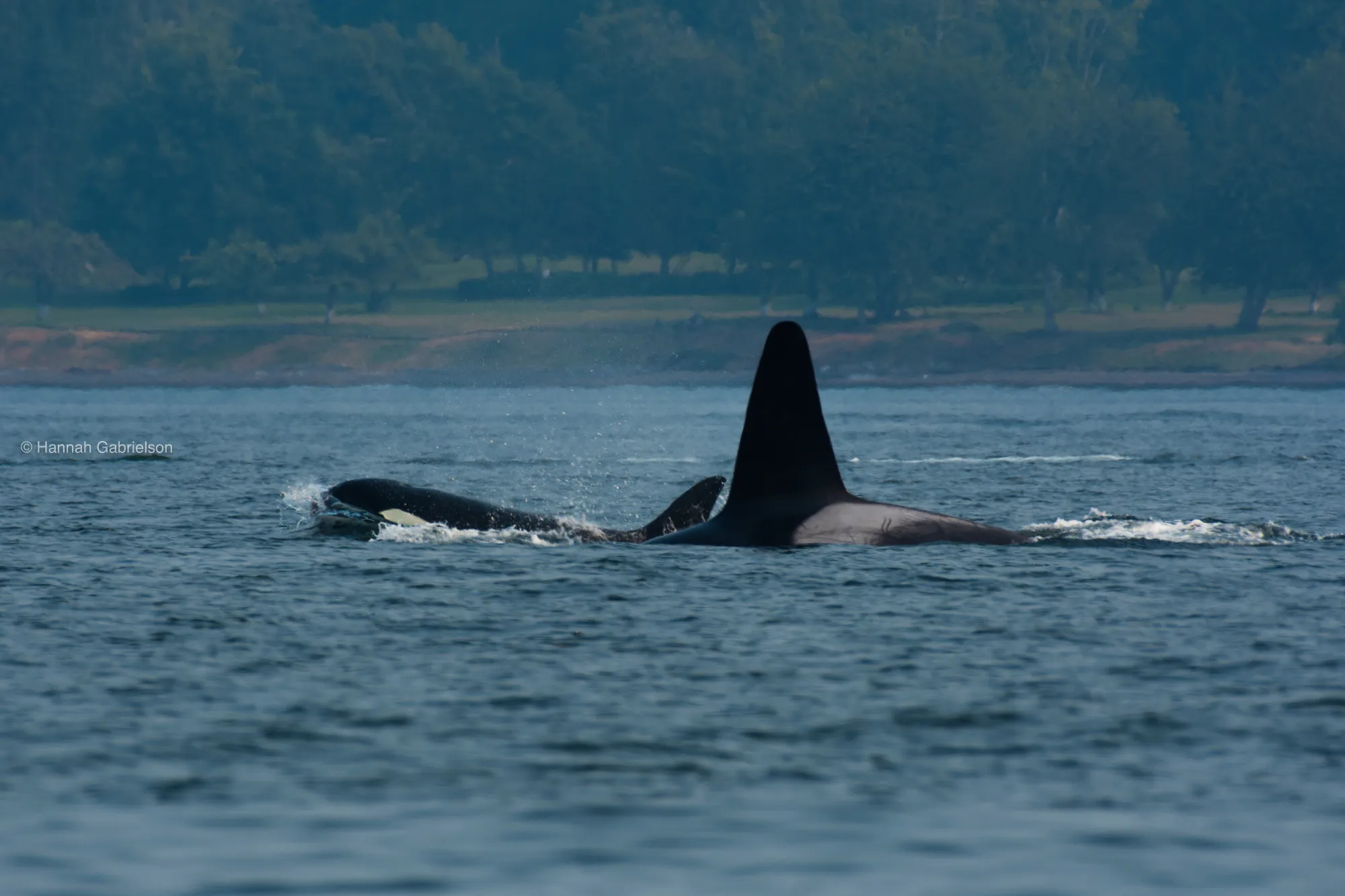 Whale fins
