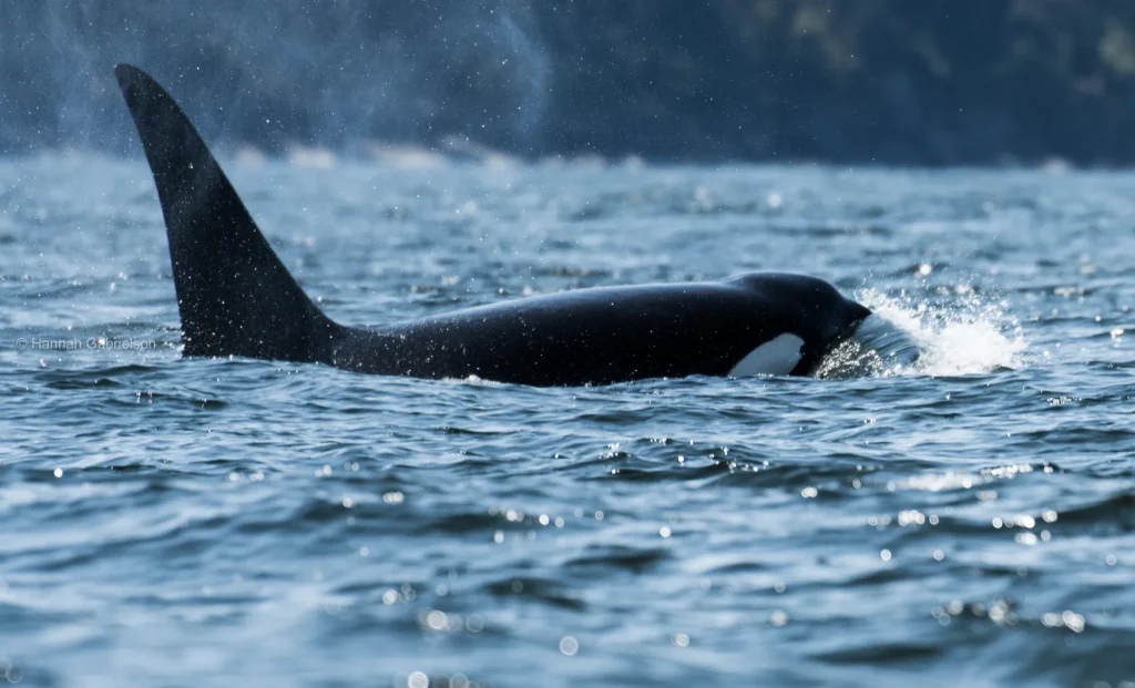 Orca in water