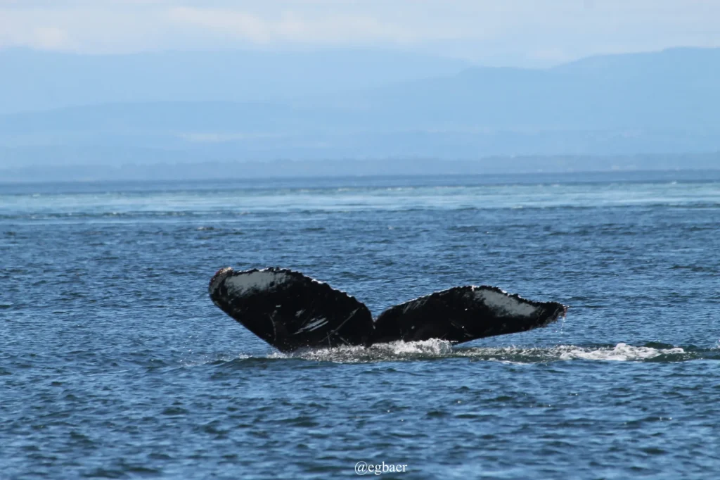 humpback whale tail fluke