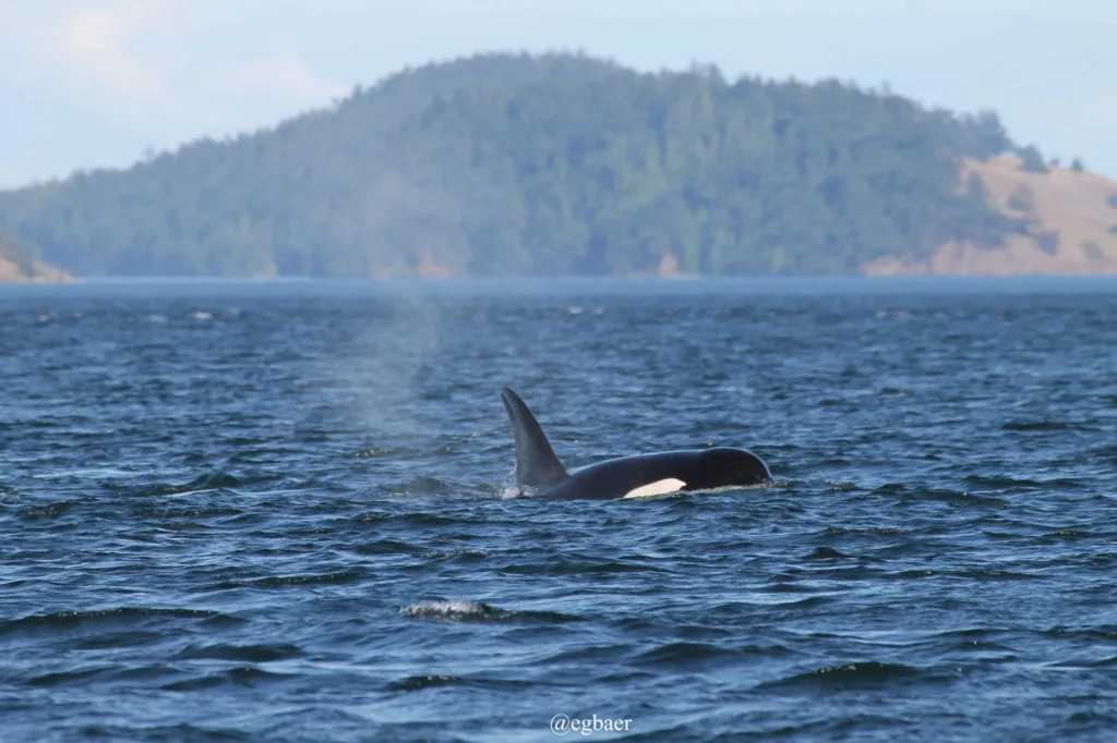 orca off the coast of vancouver