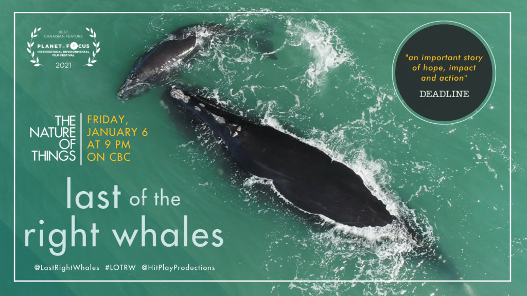 promo for last of the right whales, friday, january 6 at 9pm on CBC