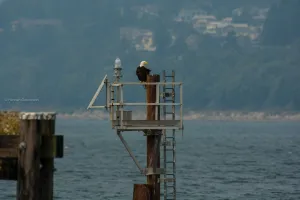 Bald Eagle, Sea Tour