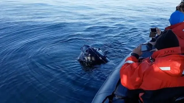 Humpback whale