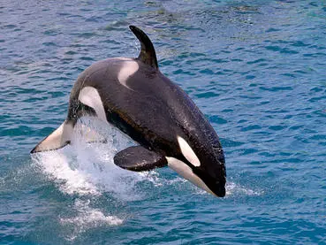 Orca jumping