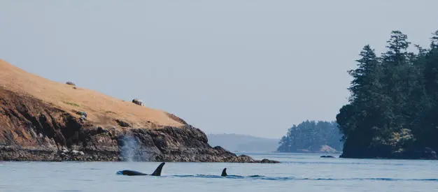 Orcas in water