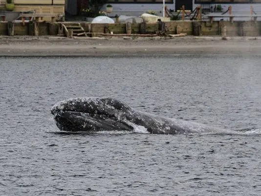 Saratoga Grey whale