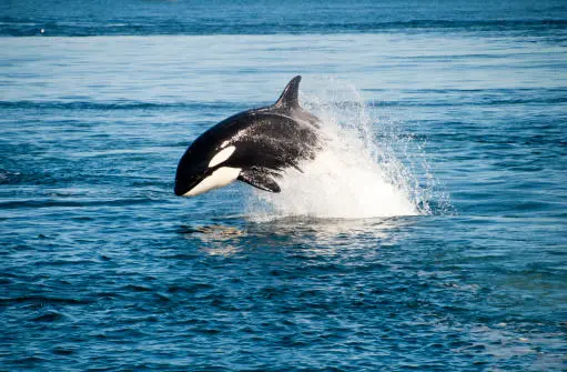 Orca jumping