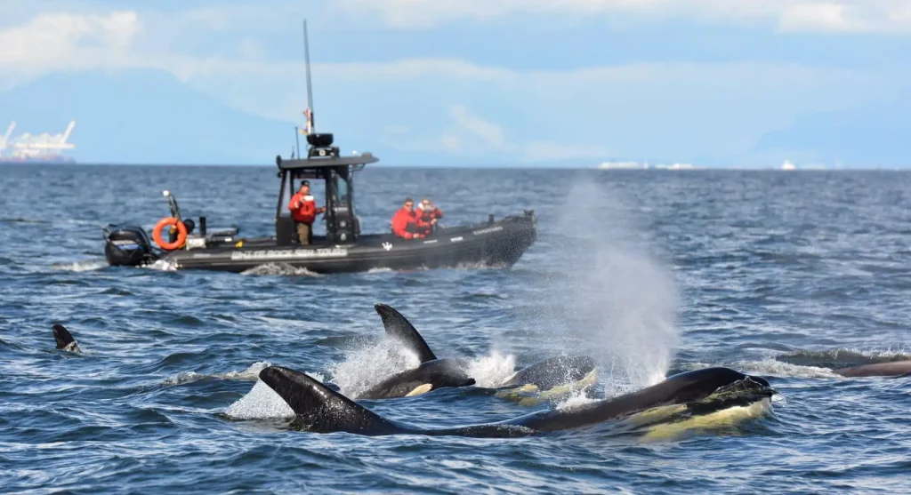 Boat on water with orcas