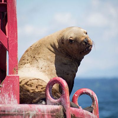 Sea lion