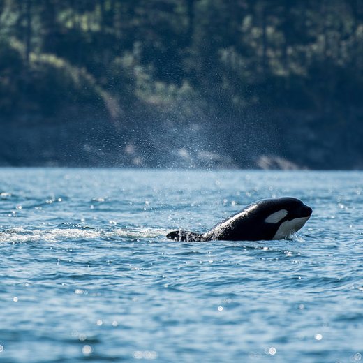 Orca in water