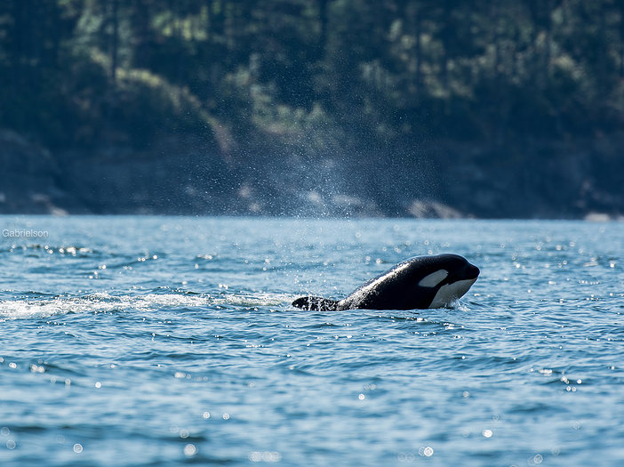 208ff4_fff6686e6b9642fc95f34efb062eaf15_mv2_d_4706_2992_s_4_2 Orca in water