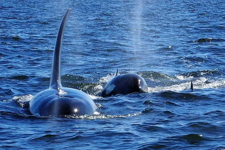 a whale swimming in a body of water