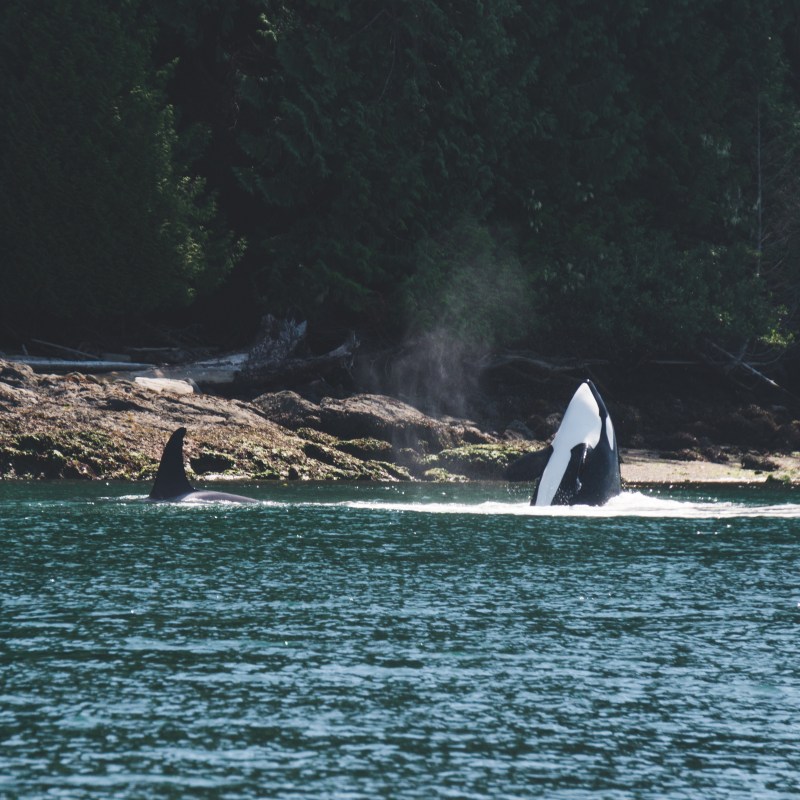 Orcas