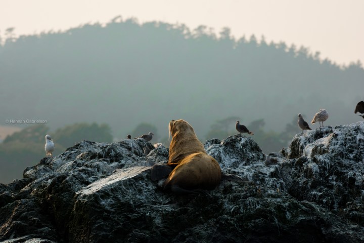Sea lion on a rock