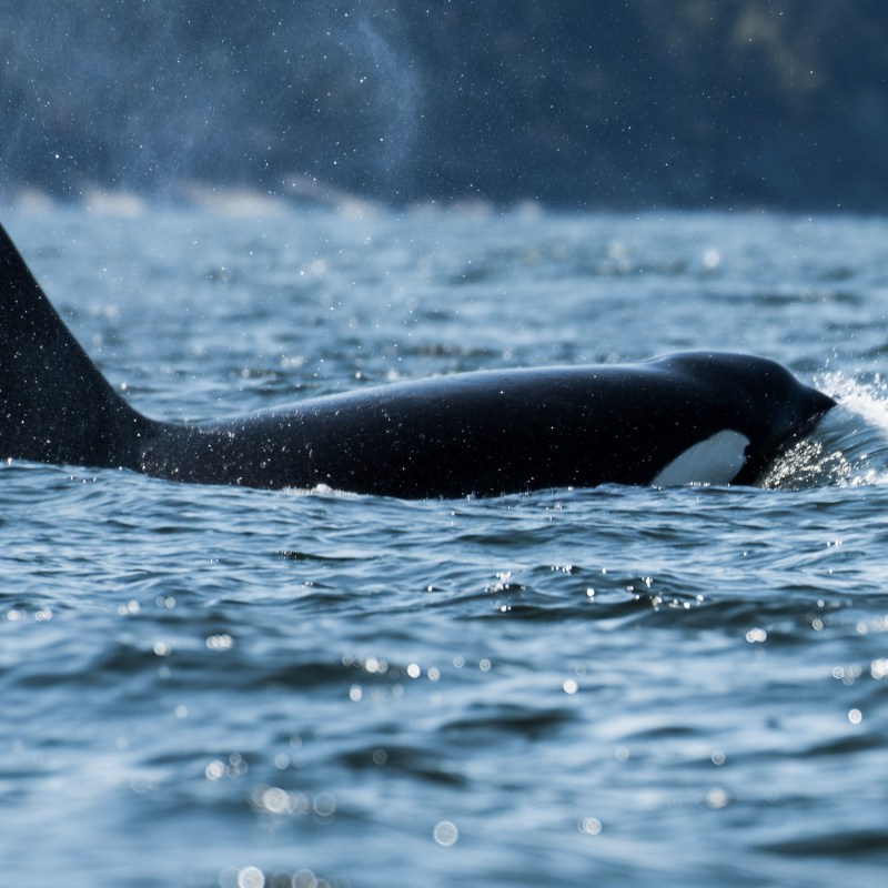 Orca in water