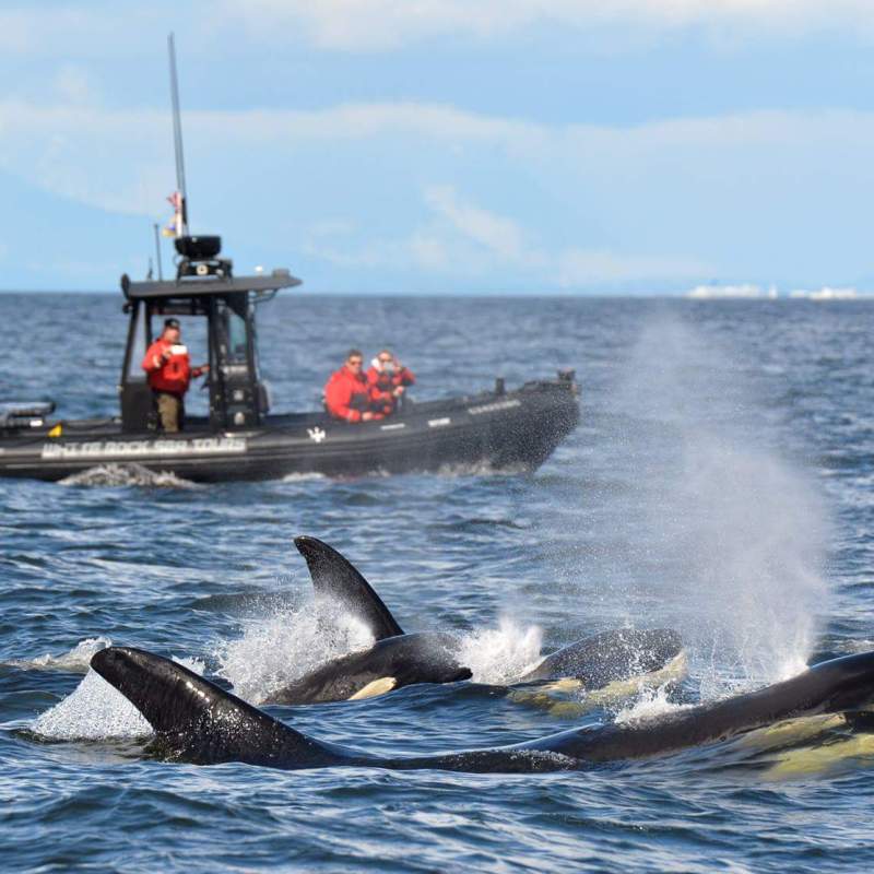 Boat on water with orcas