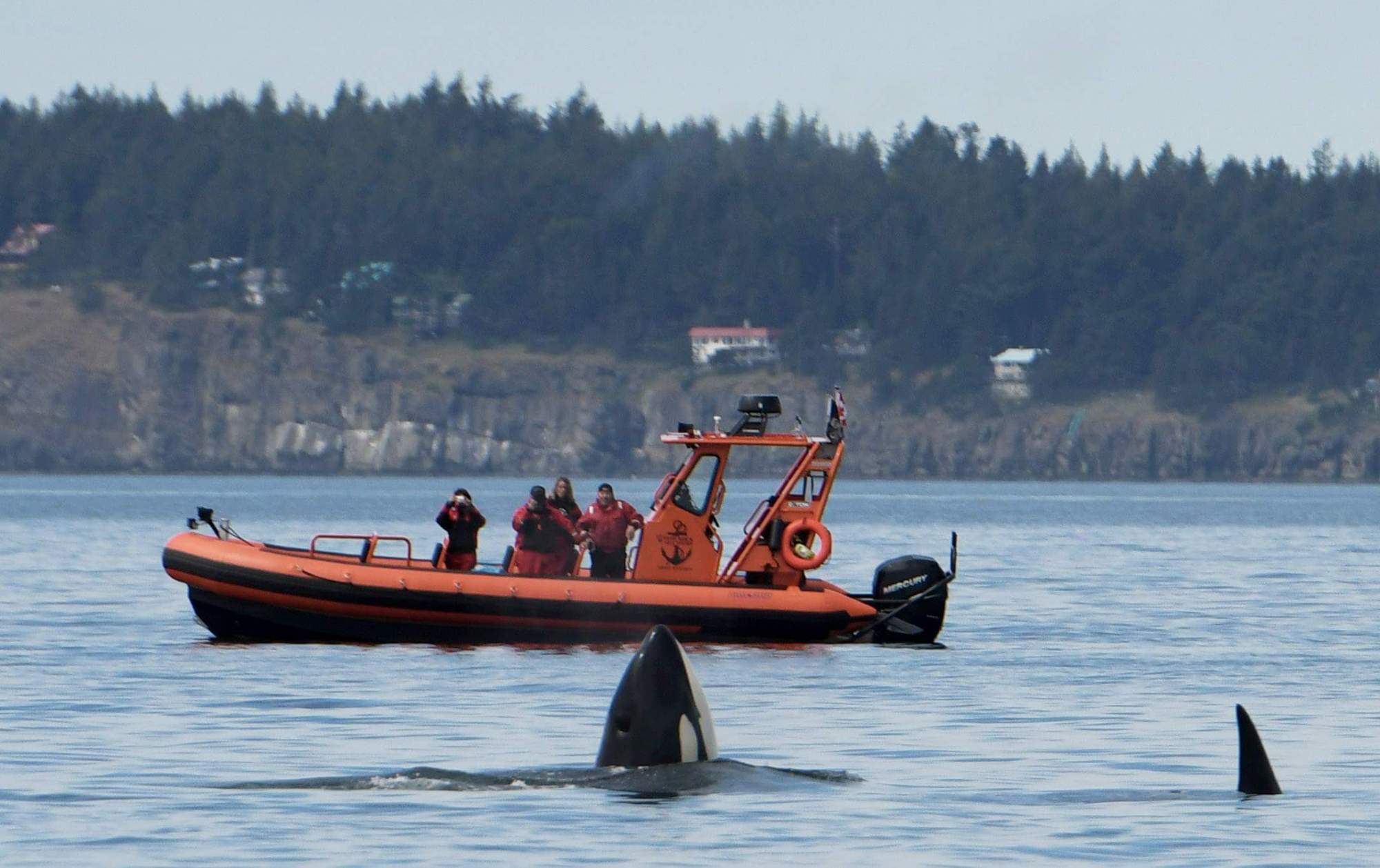White Rock Sea Tours Adventure White Rock Sea Tours, Vancouver, Whales, Killer Whale, Zodiak Boat