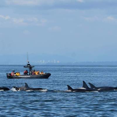 a pod of killer whales off the coast of vancouver, bc