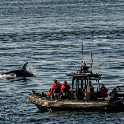 killer whale spotted off coast of vancouver