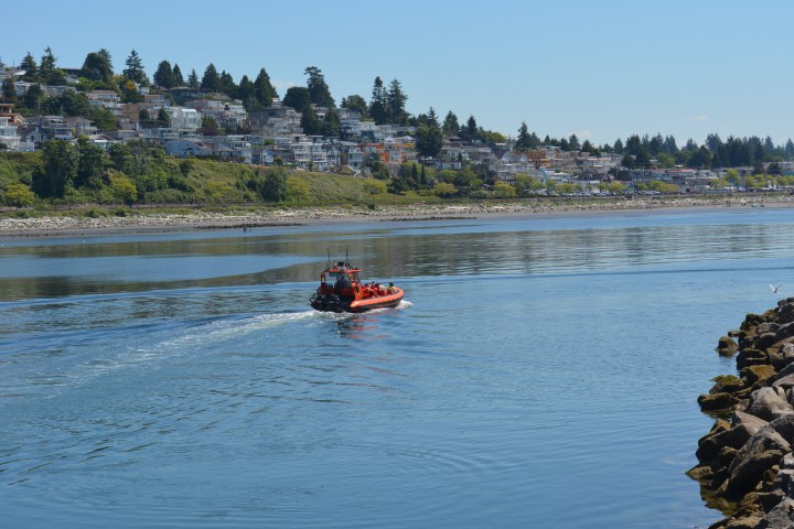 Whale watching near white rock, bc