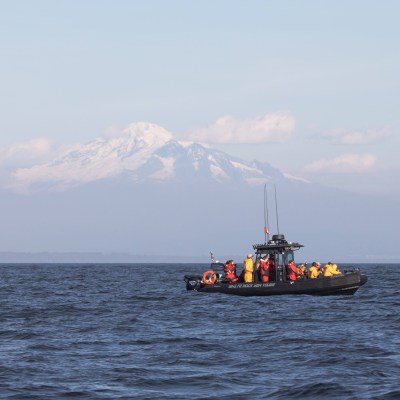 whale watching near mount baker