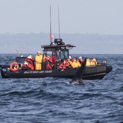 Whale tours near Vancouver Island, BC