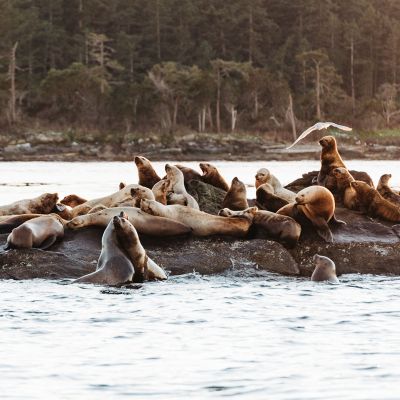 a seal swimming in a body of water