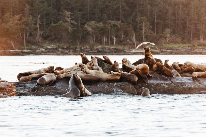 a seal swimming in a body of water