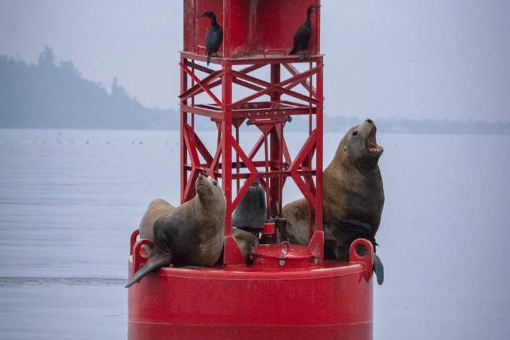 sea lion tour