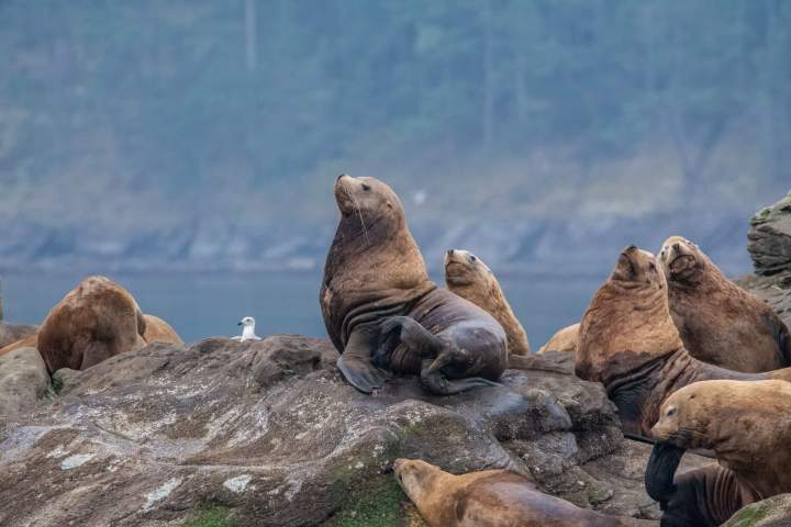 a seal on a rock