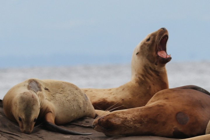 a seal on the beach
