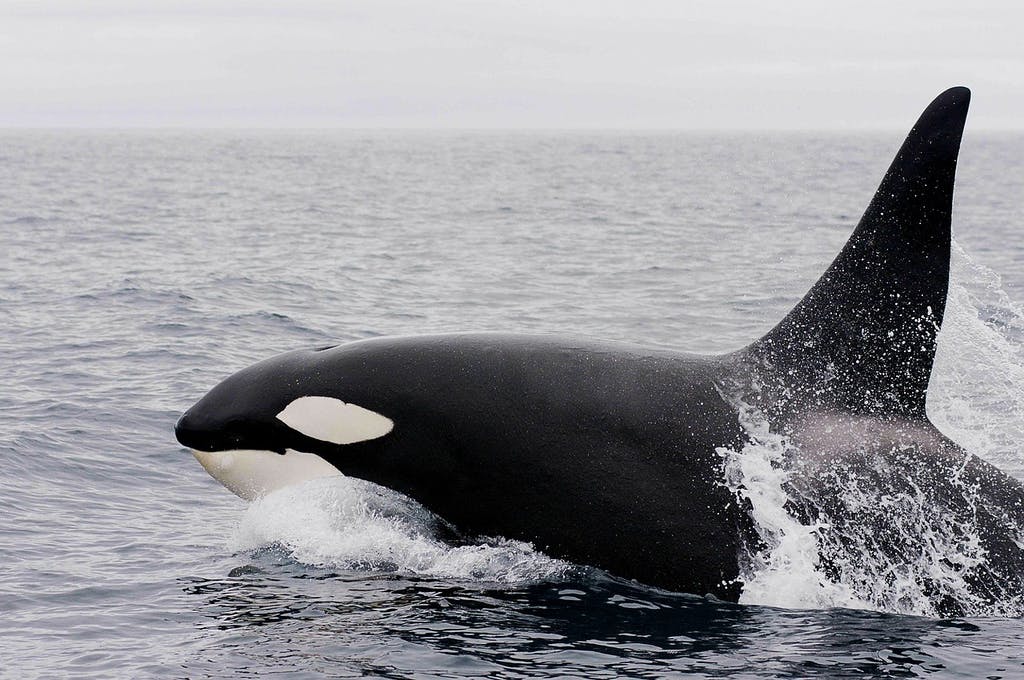 killer-whale-1945421_1280 a small animal in a body of water