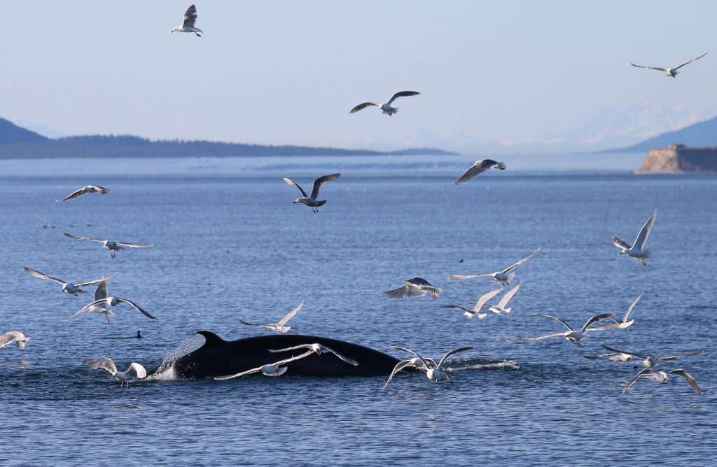 a flock of seagulls flying over a body of water