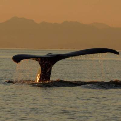 whale fluke in a body of water