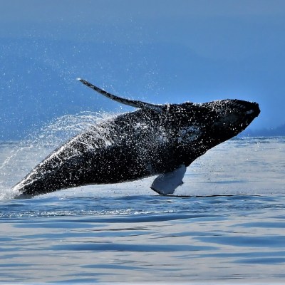 a whale jumping out of the water