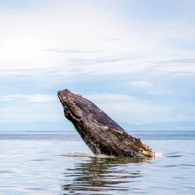 humpback whale in a large body of water