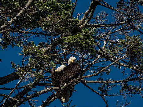 Bald Eagle in nest