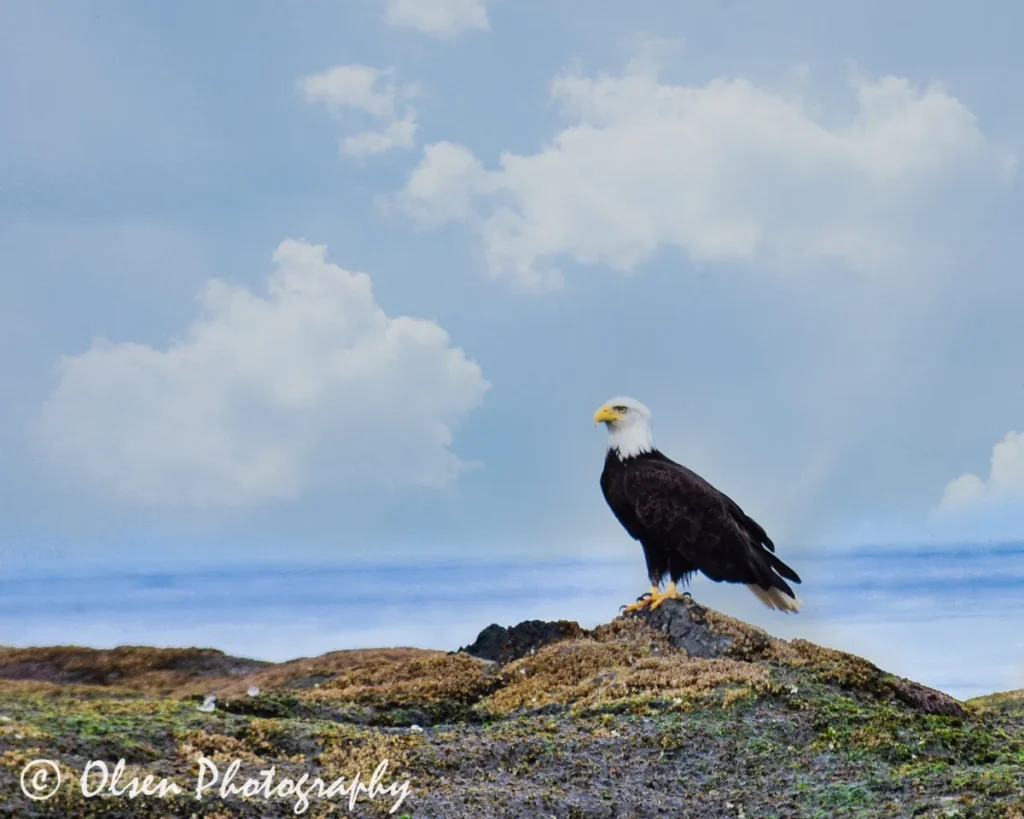 Bald Eagle