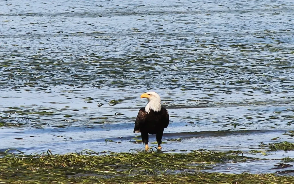 Bald Eagle